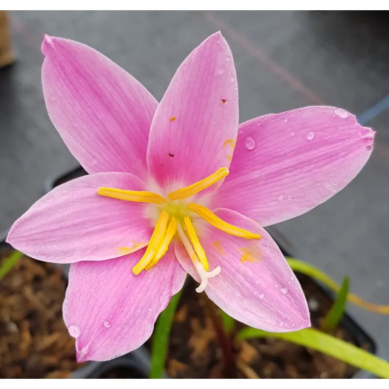 Zephyranthe grandiflora 'Rosea' / Lys zéphyr rose / Godets