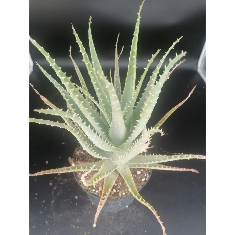 Aloe arborescens / Aloès arborescente / Conteneur de 2 à 2.9 litres