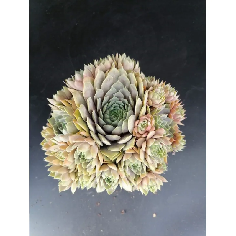 Sempervivum 'Feldmaier' / Joubarbe gris lavande / Conteneur de 1 à 1.9 litres / Succulente