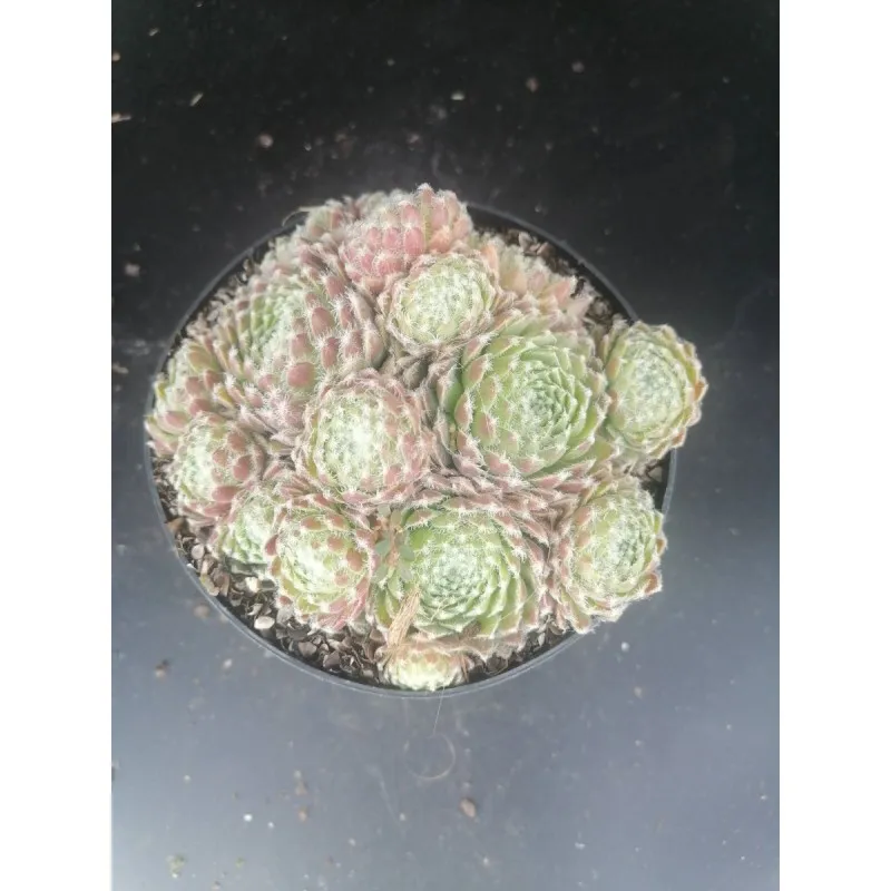 Sempervivum arachnoideum 'Spinifolium' / Joubarbe rouge pourpré duveteux / Conteneur de 1 à 1.9 litres / Succulente
