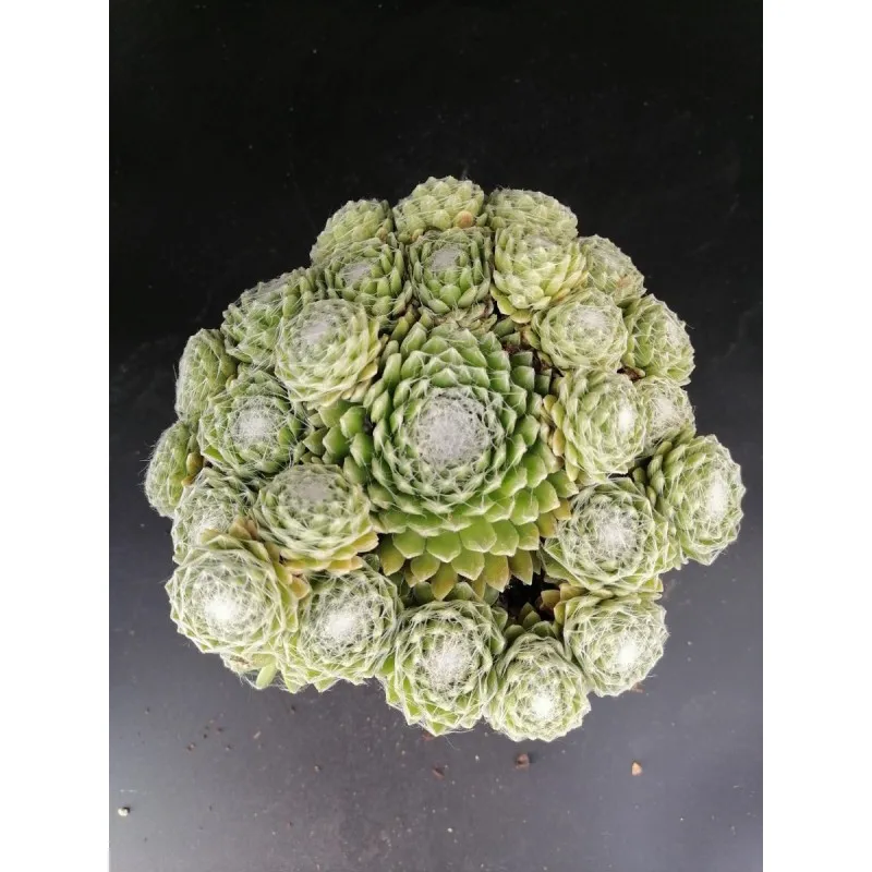Sempervivum 'Jubilee' / Joubarbe verte duveteux / Conteneur de 1 à 1.9 litres / Succulente