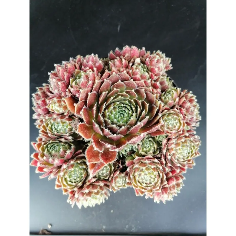 Sempervivum 'Gulle Dame' / Joubarbe bordeaux / Conteneur de 1 à 1.9 litres / Succulente