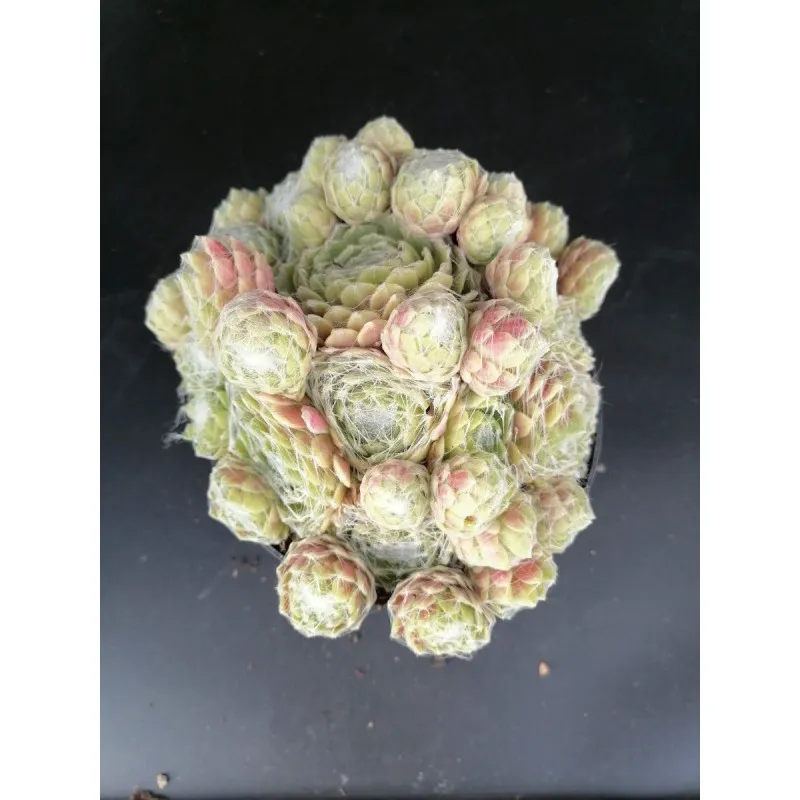 Sempervivum 'Kramer's Spinrad' / Joubarbe araignée verte à bord rouge / Conteneur de 1 à 1.9 litres / Succulente
