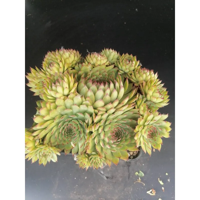 Sempervivum calcareum 'Nigricans / Joubarbe des calcaires à pointes noires / Conteneur de 1 à 1.9 litres / Succulente