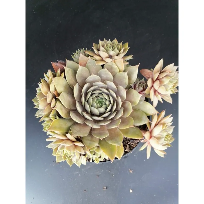 Sempervivum 'Président Honoraire Arsac' / Joubarbe lavande / Conteneur de 1 à 1.9 litres / Succulente