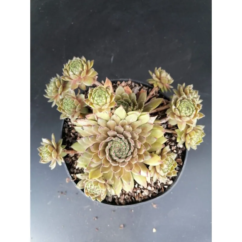 Sempervivum 'Bronco' / Joubarbe verte bronze bordées de pourpres / Conteneur de 1 à 1.9 litres / Succulente