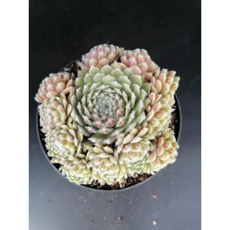Sempervivum 'Maigret' / Joubarbe rouge prune / Conteneur de 1 à 1.9 litres / Succulente