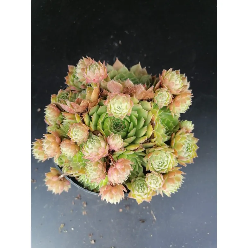 Sempervivum 'Braunii' / Joubarbe verte devenant bronze / Conteneur de 1 à 1.9 litres / Succulente