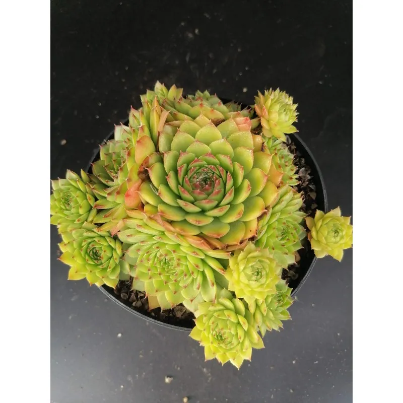 Sempervivum calcareum 'Red Tip' / Joubarbe à pointes rouge / Conteneur de 1 à 1.9 litres / Succulente