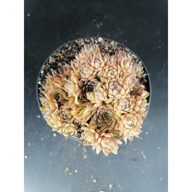 Sempervivum 'Storytelling Montfort' / Conteneur de 1 à 1.9 litres / Succulente