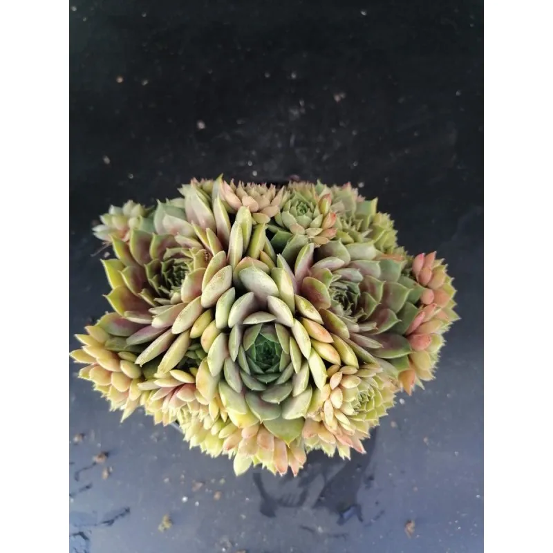 Sempervivum 'Smaragd' / Conteneur de 1 à 1.9 litres / Succulente