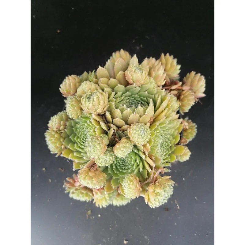 Sempervivum 'Raspberry Ice' / Joubarbe framboise / Conteneur de 1 à 1.9 litres / Succulente