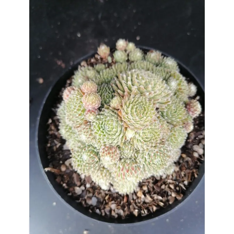 Sempervivum arachnoideum 'Kronenbourg Park' / Conteneur de 1 à 1.9 litres / Succulente