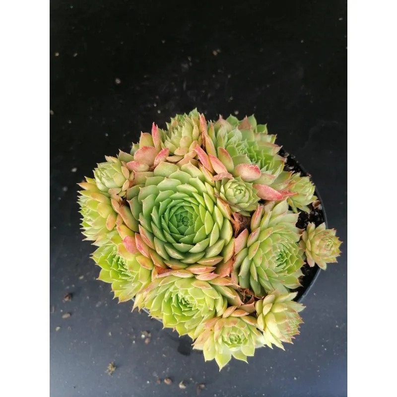 Sempervivum 'Storytelling Green Rosea' / Conteneur de 1 à 1.9 litres / Succulente
