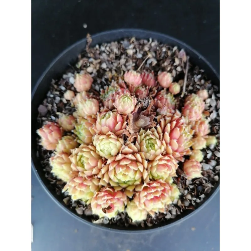 Sempervivum fimbriatum var. aqualense / Conteneur de 1 à 1.9 litres / Succulente