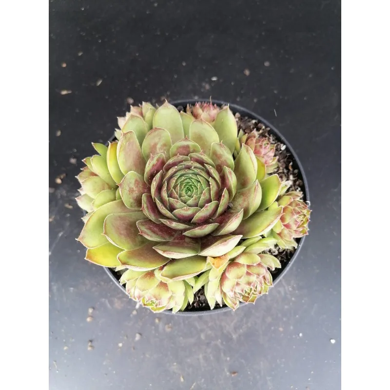 Sempervivum 'Storytelling Achalm' / Conteneur de 1 à 1.9 litres / Succulente