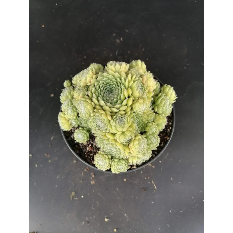 Sempervivum 'Storytelling Big Green' / Conteneur de 1 à 1.9 litres / Succulente