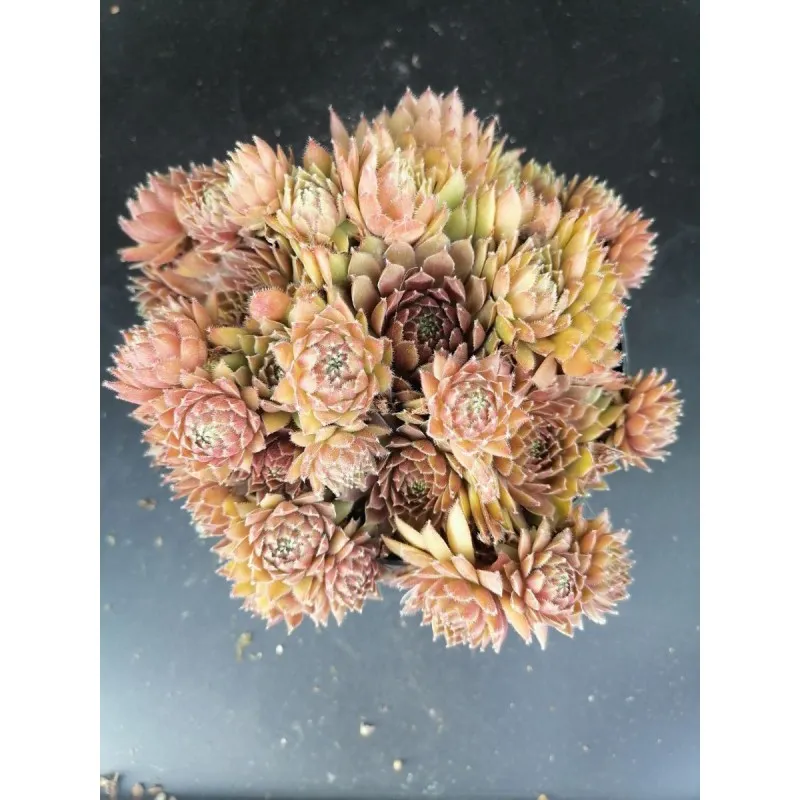 Sempervivum 'Storytelling Haven Burnet' / Conteneur de 1 à 1.9 litres / Succulente