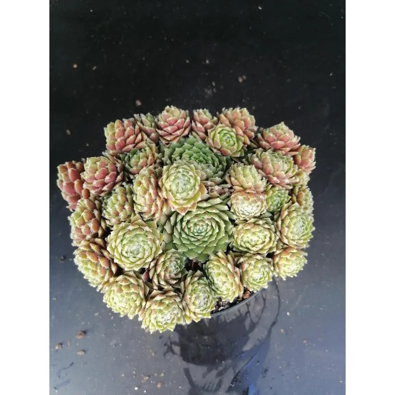 Sempervivum 'Silverkarneol' / Conteneur de 1 à 1.9 litres / Succulente