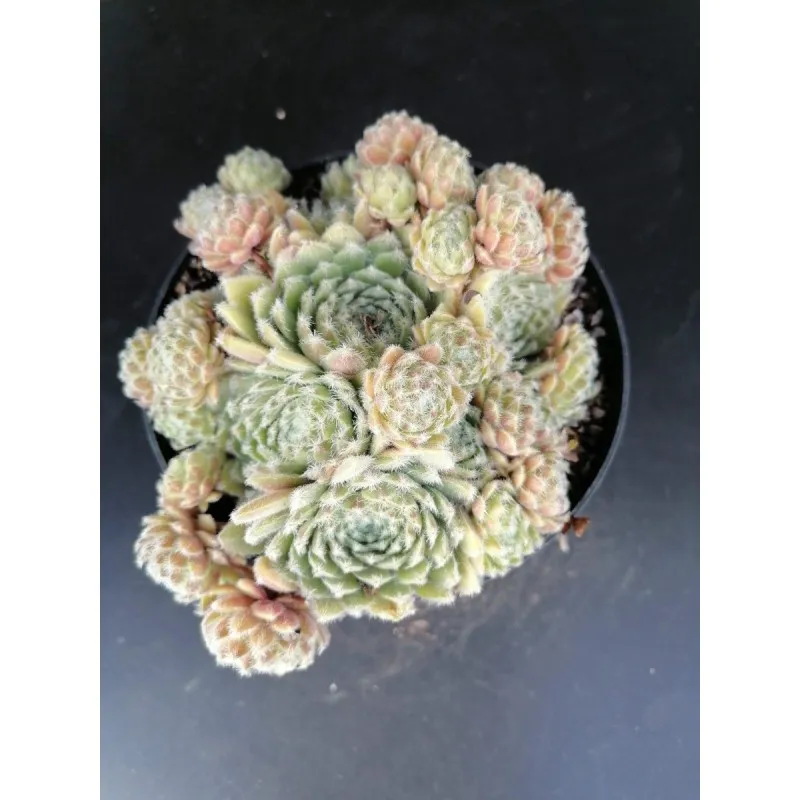 Sempervivum 'Alchemist' / Conteneur de 1 à 1.9 litres / Succulente