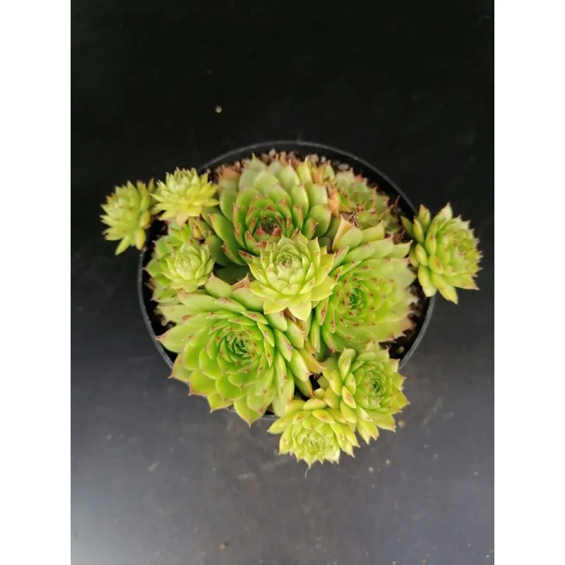 Sempervivum 'Storytelling Green Rosette' / Conteneur de 1 à 1.9 litres / Succulente