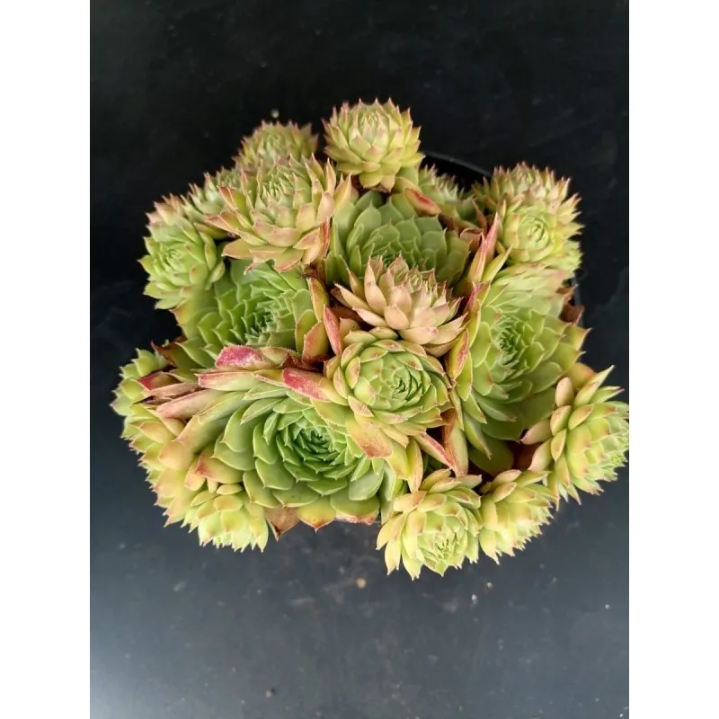 Sempervivum 'Gay Kester' / Conteneur de 1 à 1.9 litres / Succulente