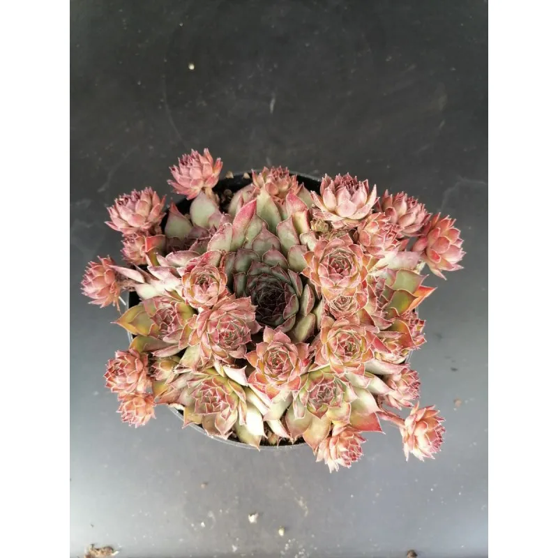 Sempervivum 'Shauna' / Conteneur de 1 à 1.9 litres / Succulente