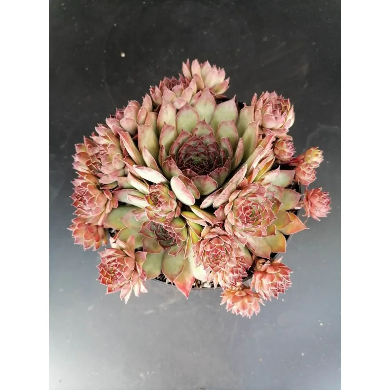 Sempervivum tectorum Subsp Sanguineum / Conteneur de 1 à 1.9 litres / Succulente