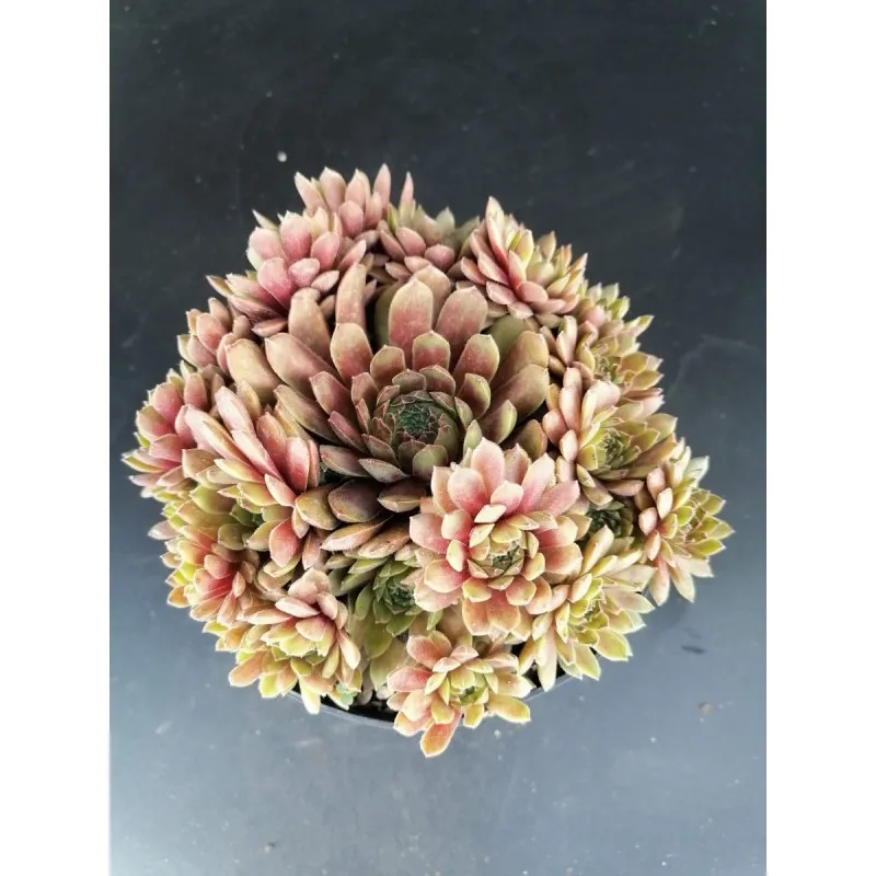 Sempervivum 'Pluto' / Conteneur de 1 à 1.9 litres / Succulente
