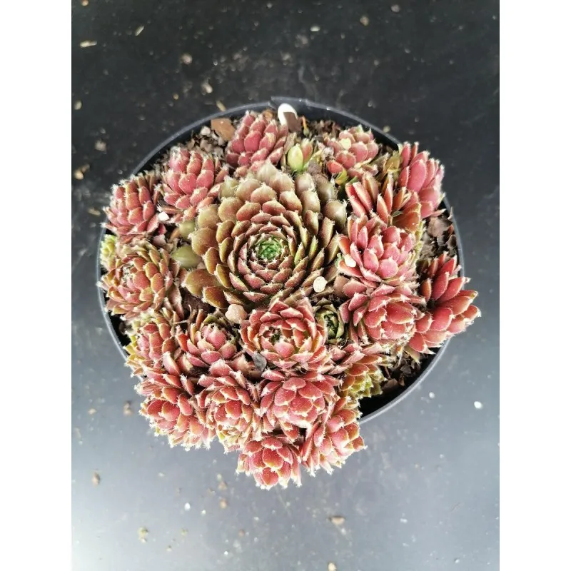 Sempervivum x silberkarneol / Joubarbe rouge / Conteneur de 1 à 1.9 litres / Succulente