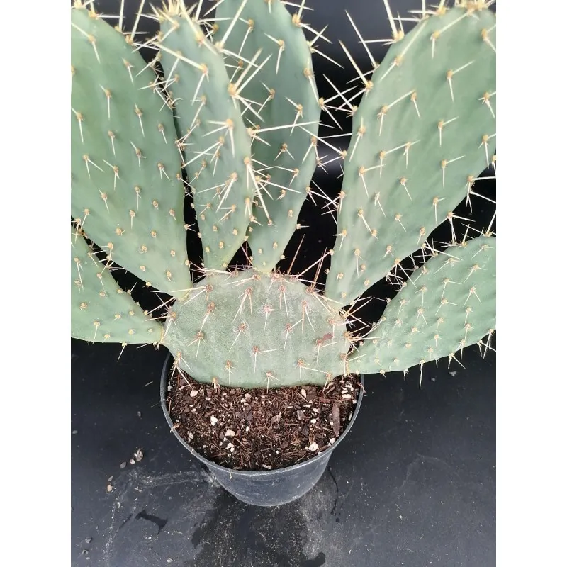 Opuntia phaeacantha / Opuntia à aiguilles de feu / Conteneur de 2 à 2.9 litres / Cactée