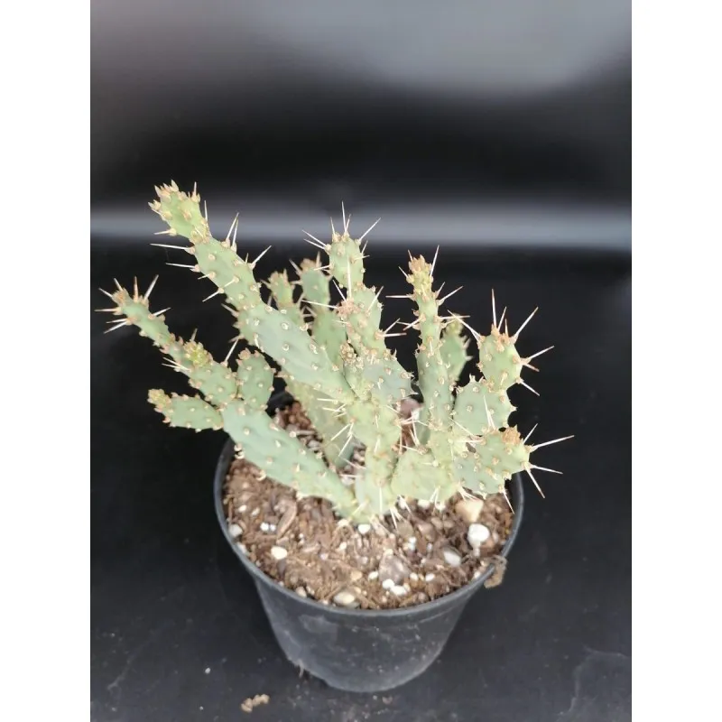 Opuntia pusilla / Oponce naine / Conteneur de 1 à 1.9 litres / Cactée