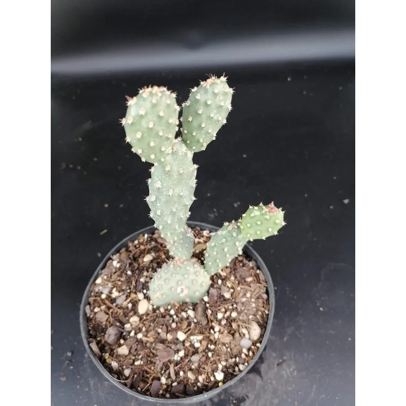 Opuntia fragilis var. Freiberg / Conteneur de 1 à 1.9 litres / Cactée