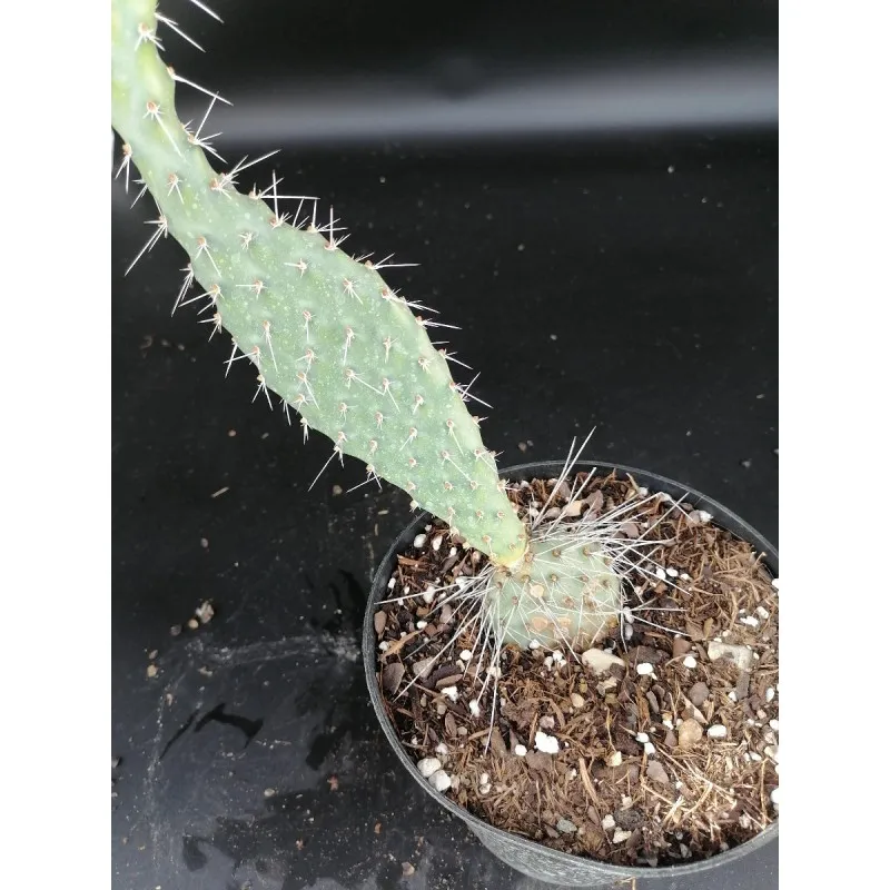 Opuntia phaecantha 'Fremont' / Conteneur de 1 à 1.9 litres / Cactée