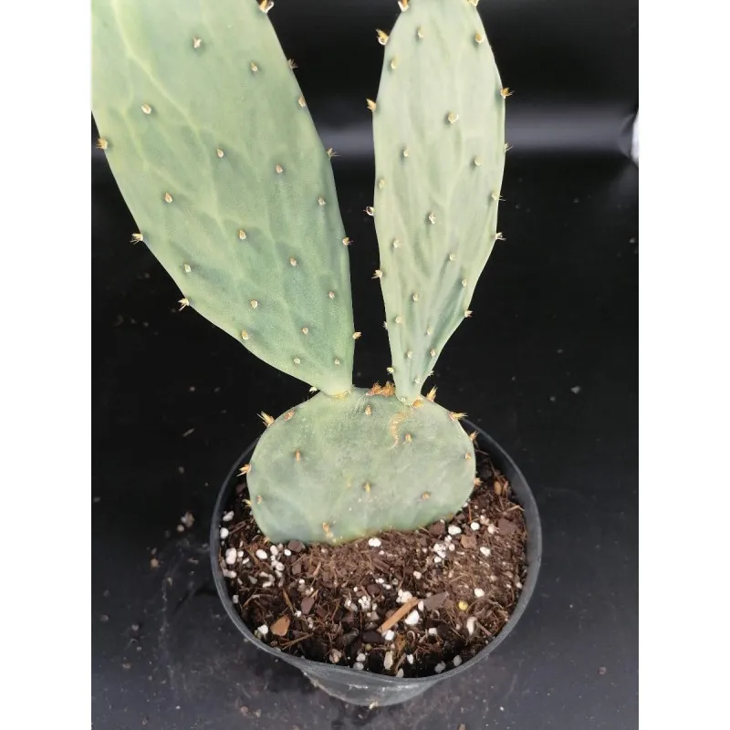 Opuntia bentonii / Conteneur de 2 à 2.9 litres / Cactée