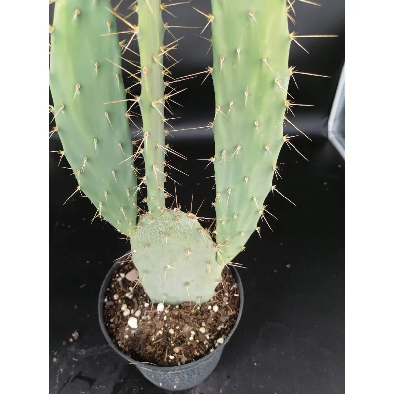 Opuntia elatior / Conteneur de 2 à 2.9 litres / Cactée