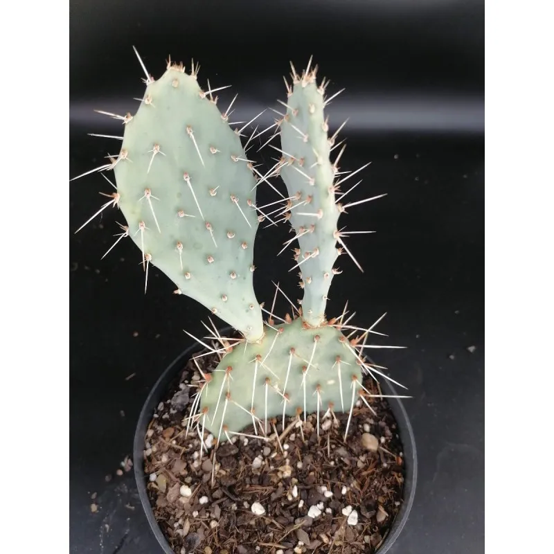 Opuntia x curvispina / Conteneur de 2 à 2.9 litres / Cactée