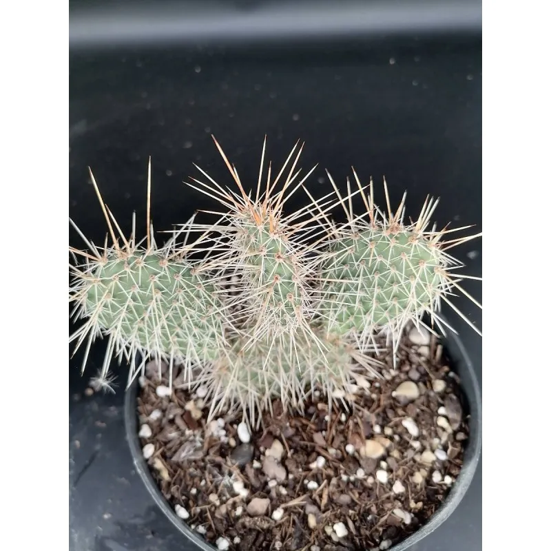 Opuntia polyacantha var. rubrispina / Conteneur de 2 à 2.9 litres / Cactée