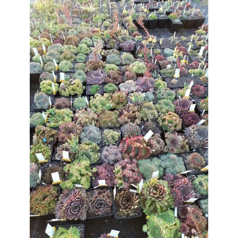 Box de 5 Sempervivum variés