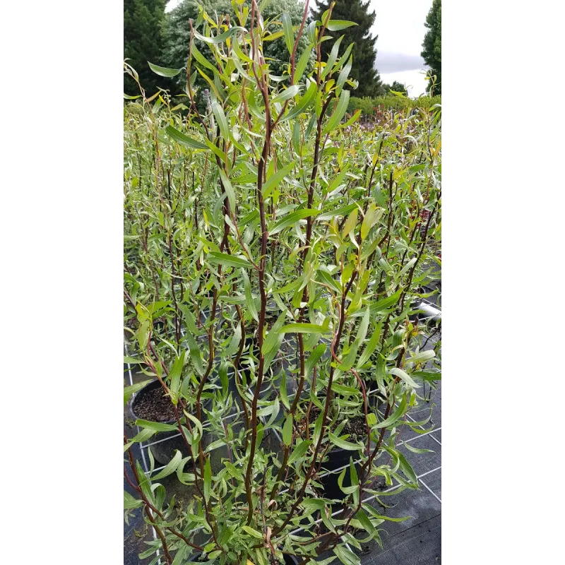 Salix matsudana 'Tortuosa Chocolat'/ Saule tortueux Chocolat / Conteneur de 10 à 15 litres