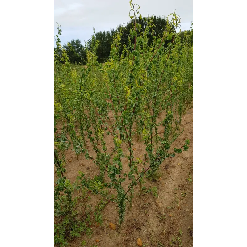 Salix babylonica 'Crispa' / Saule de Napoléon / Conteneur de 10 à 15 litres