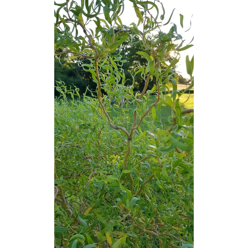 Salix x erythroflexuosa / Saule tortueux jaune / Conteneur de 10 à 15 litres