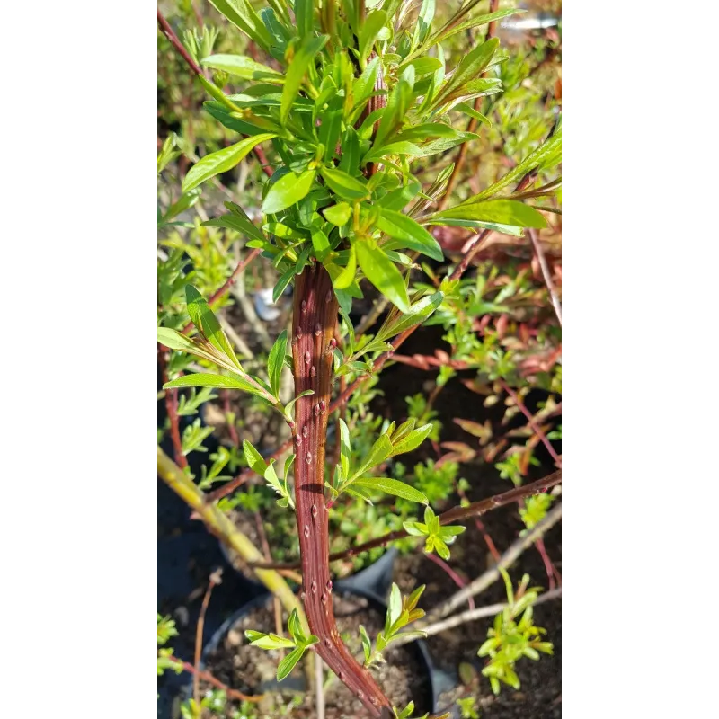 Salix udensis 'Sekka' / Saule à bois plat de Sakhaline / Conteneur de 10 à 15 litres