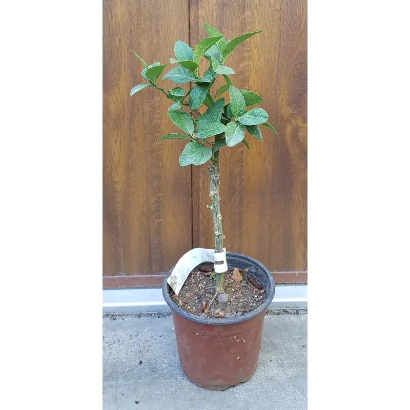 Citrus aurantifolia 'Mexicana' greffé sur Poncirus trifoliata / Limettier mexicain / Conteneur de 1 à 1.9 litres / Tigette