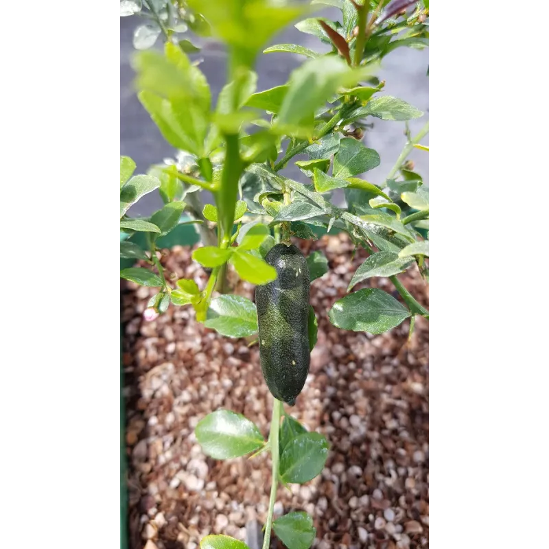 Citrus australasica 'D'esmerald' greffé sur Poncirus trifoliata / Citronnier caviar D'esmerald / Conteneur de 5 à 6 litres