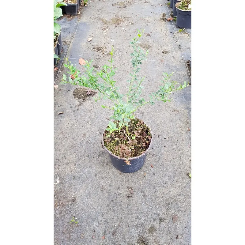 Citrus australasica 'Pink Skin' greffé sur Poncirus trifoliata / Citronnier caviar Pink Skin / Conteneur de 2 à 2.9 litres / Tou