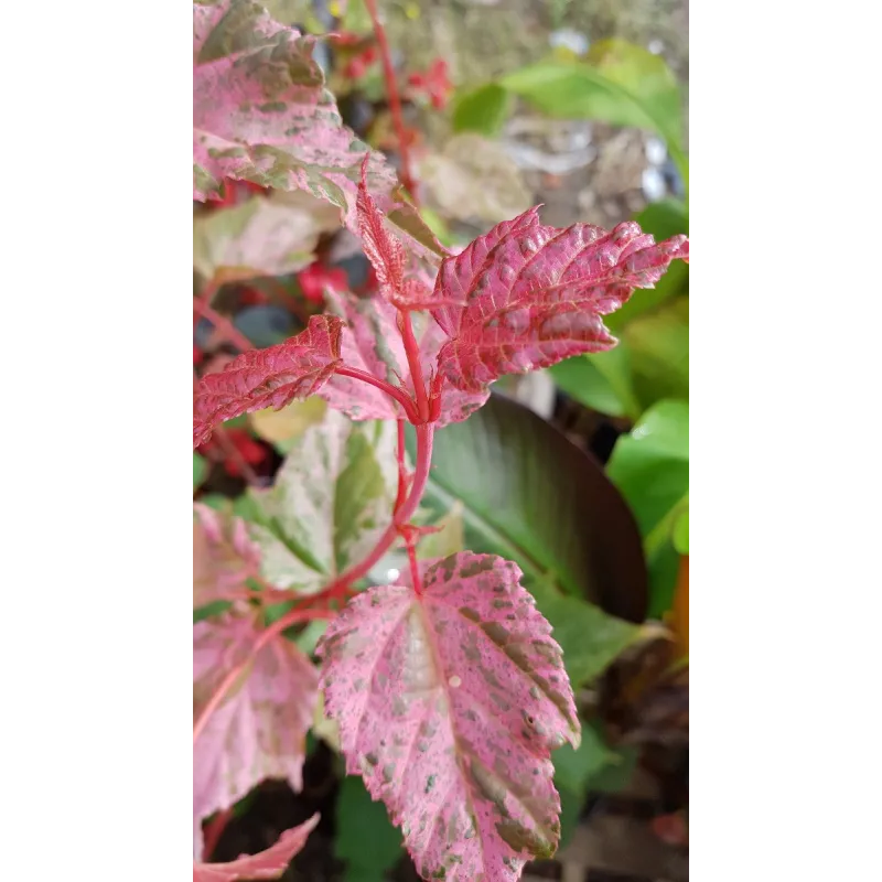 Acer x conspicuum 'Red Flamingo' / Érable à peau de serpent / Conteneur de 2 à 2.9 litres / Touffe
