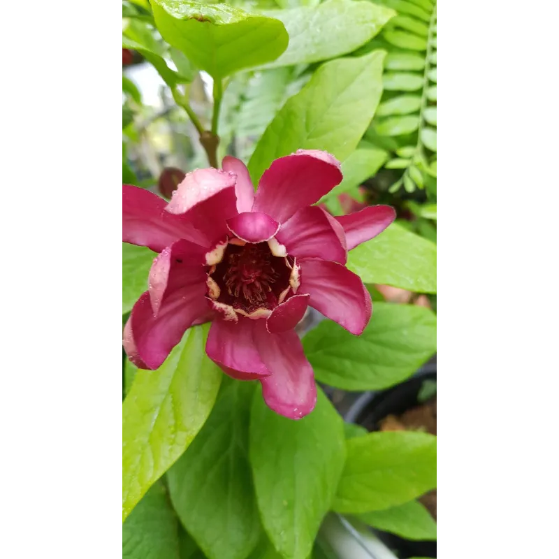 Sinocalycanthus x raulstonii 'Hartlage wine' / Arbre aux anémones rouge / Godet