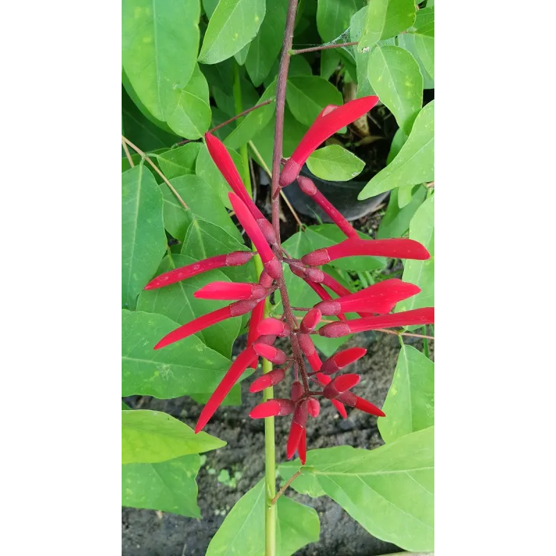 Erythrina x 'Amelie Jeckert' / Conteneur de 1 à 1.9 litres