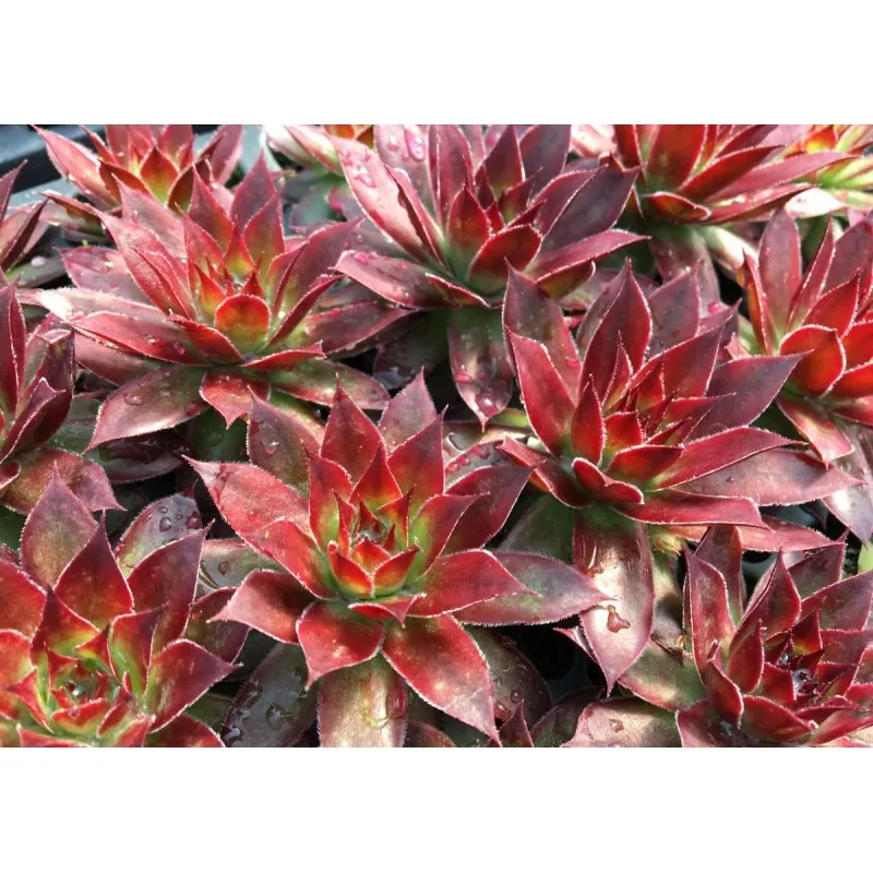 Sempervivum Chick Charms® Strawberry Kiwi / Joubarbe Strawberry Kiwi / Conteneur de 1 à 1.9 litres / Succulente